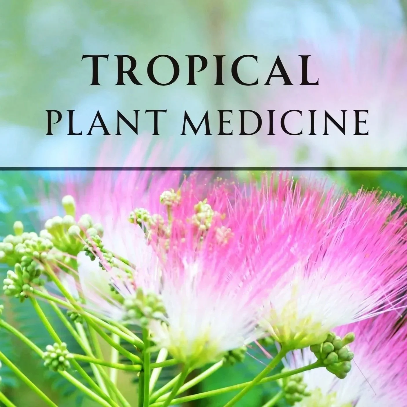 Copy%2Bof%2BGreen%2BPurple%2BAesthetic%2BNature%2BQuote%2BDream%2Bof%2BForest%2BVideo%2B%252830%2529.jpg (Copy)