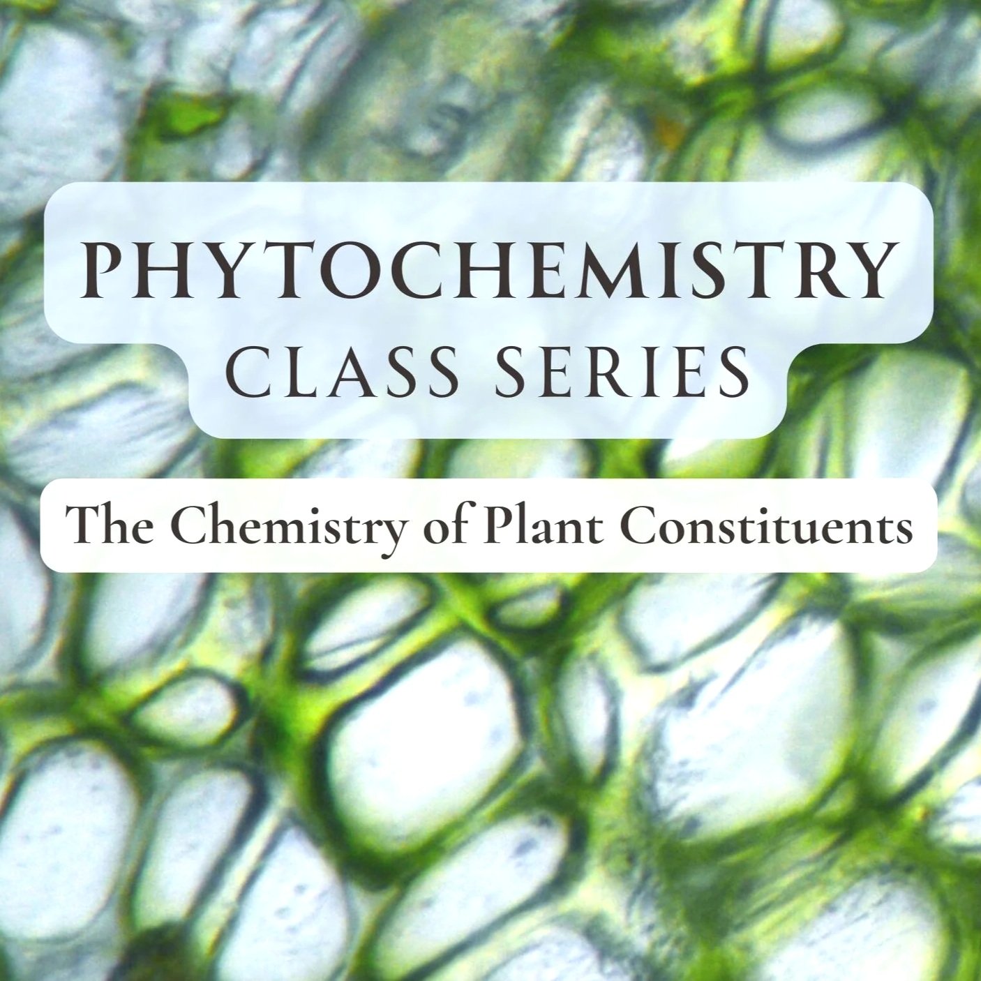 Copy of Green Purple Aesthetic Nature Quote Dream of Forest Video (15).jpg