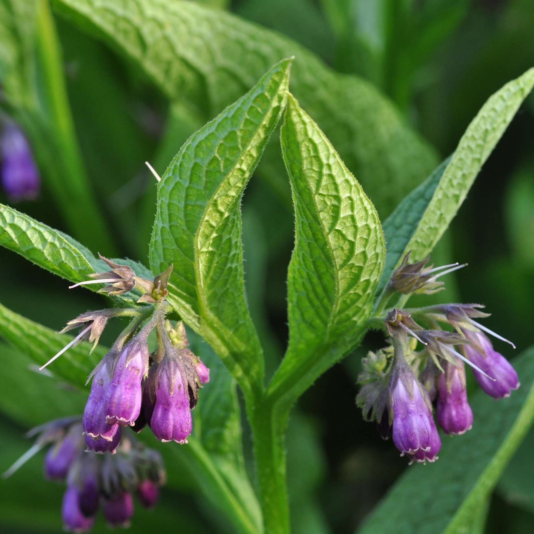 Symphytum_officinale_1a.jpg