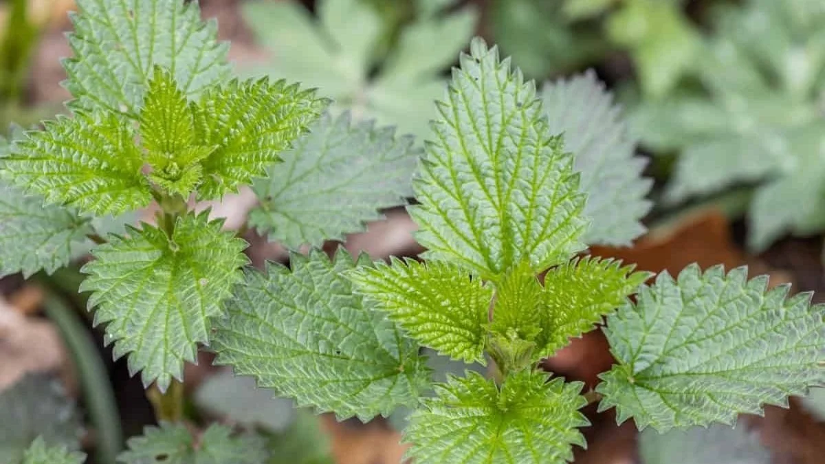 Common-stinging-nettles.jpg