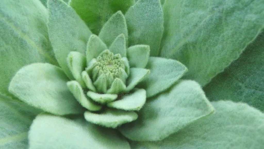 mullein-leaves.jpg