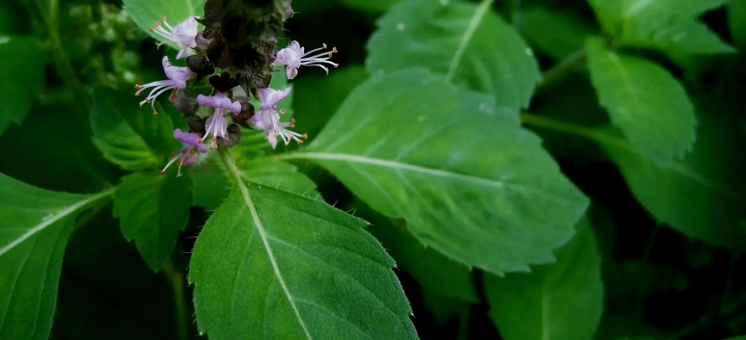 holybasil+%281%29.jpg