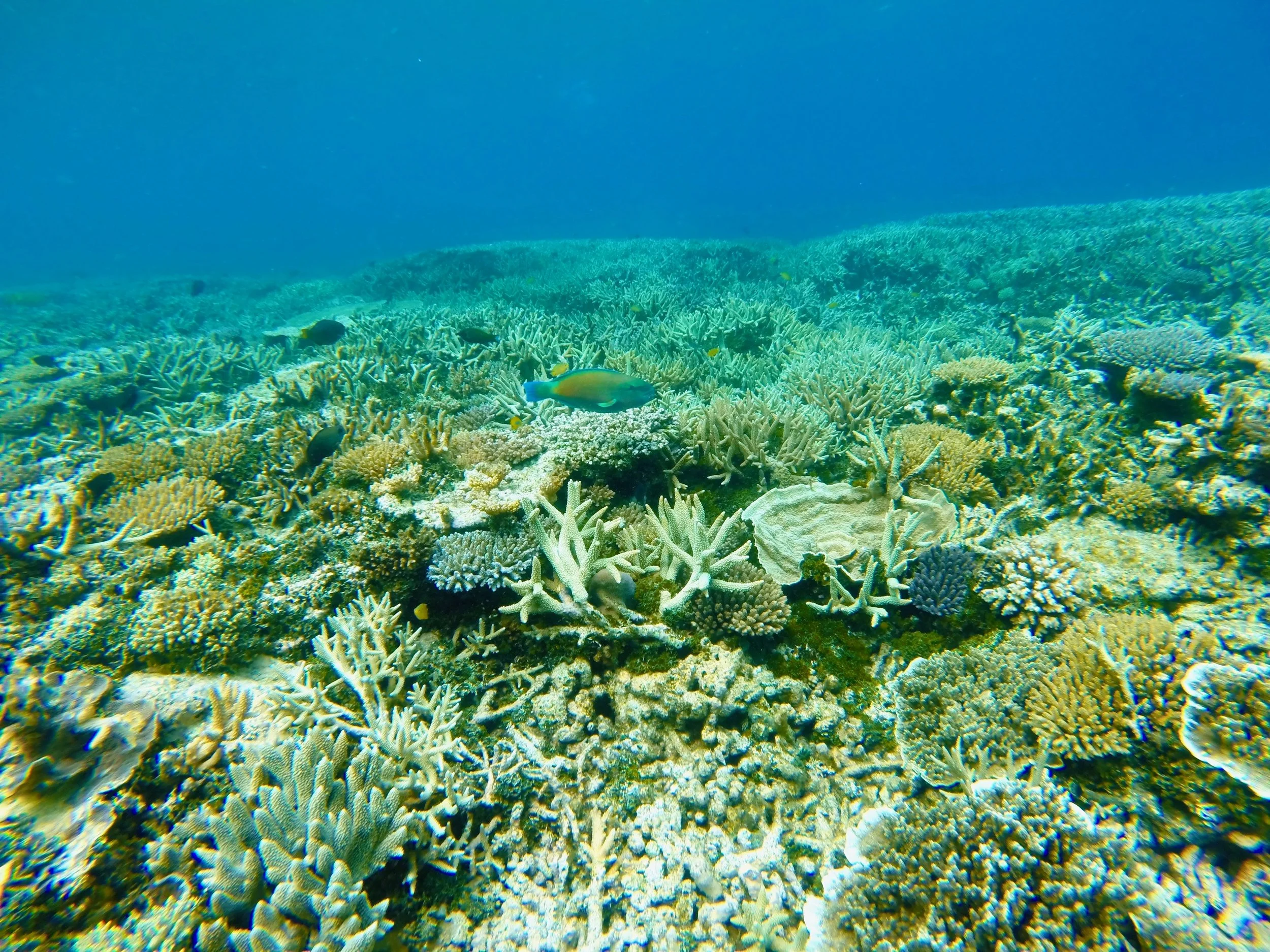 GOPR0786.jpg