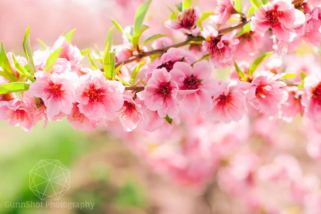 detail version of pink blossoms