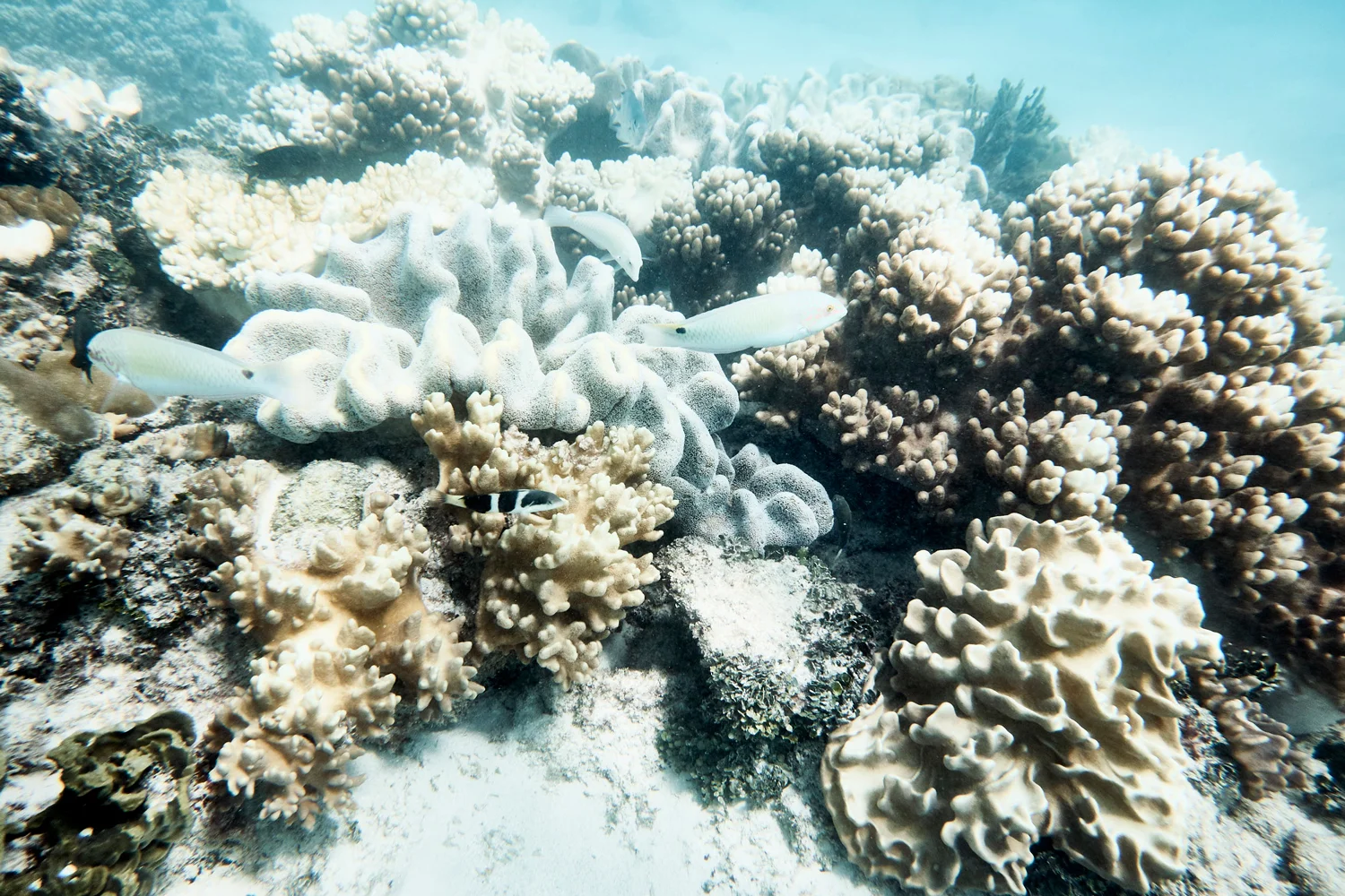 reef2.jpg