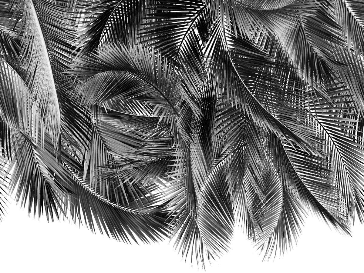palm.jpg
