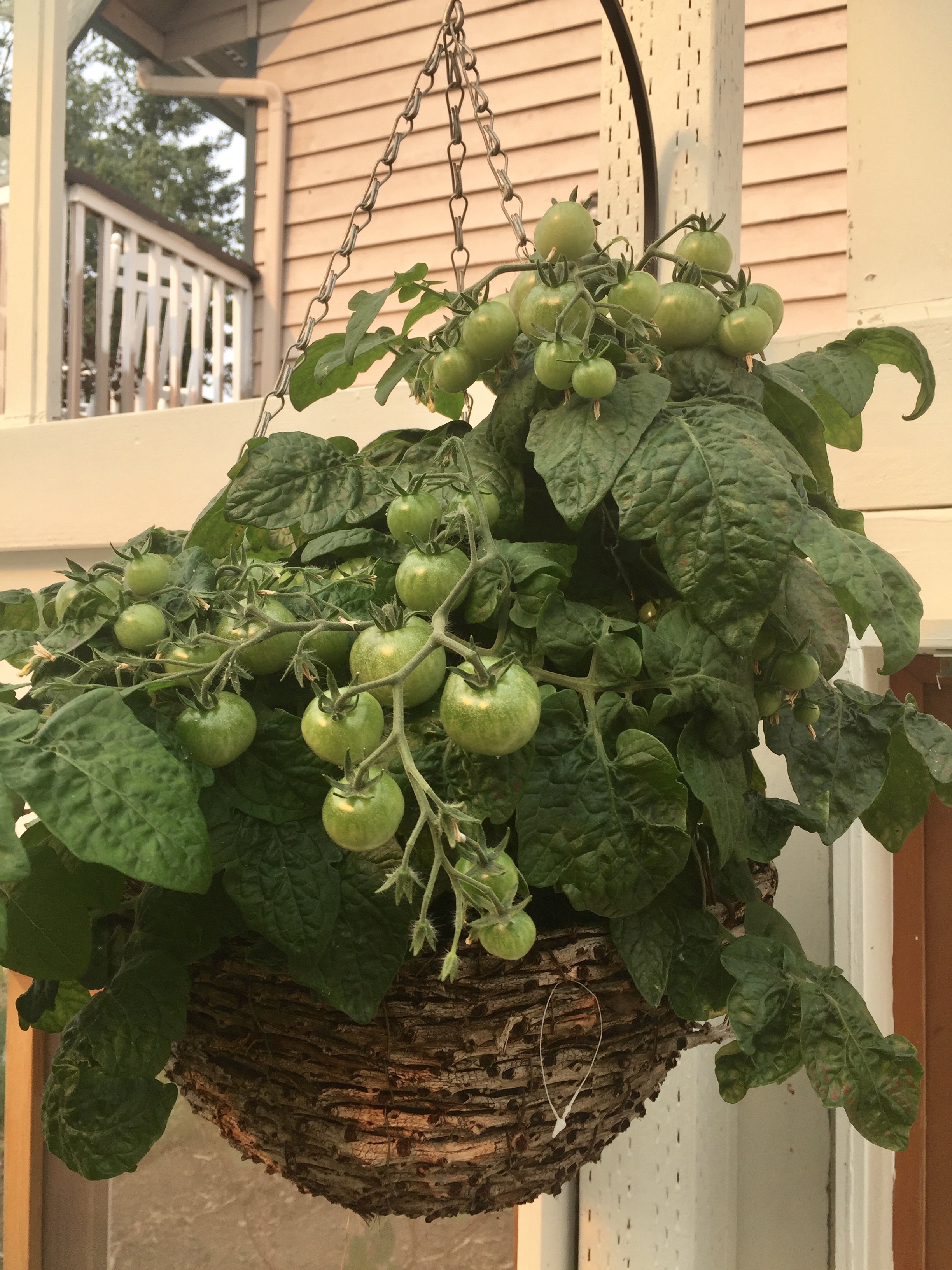 hanging tomato basket