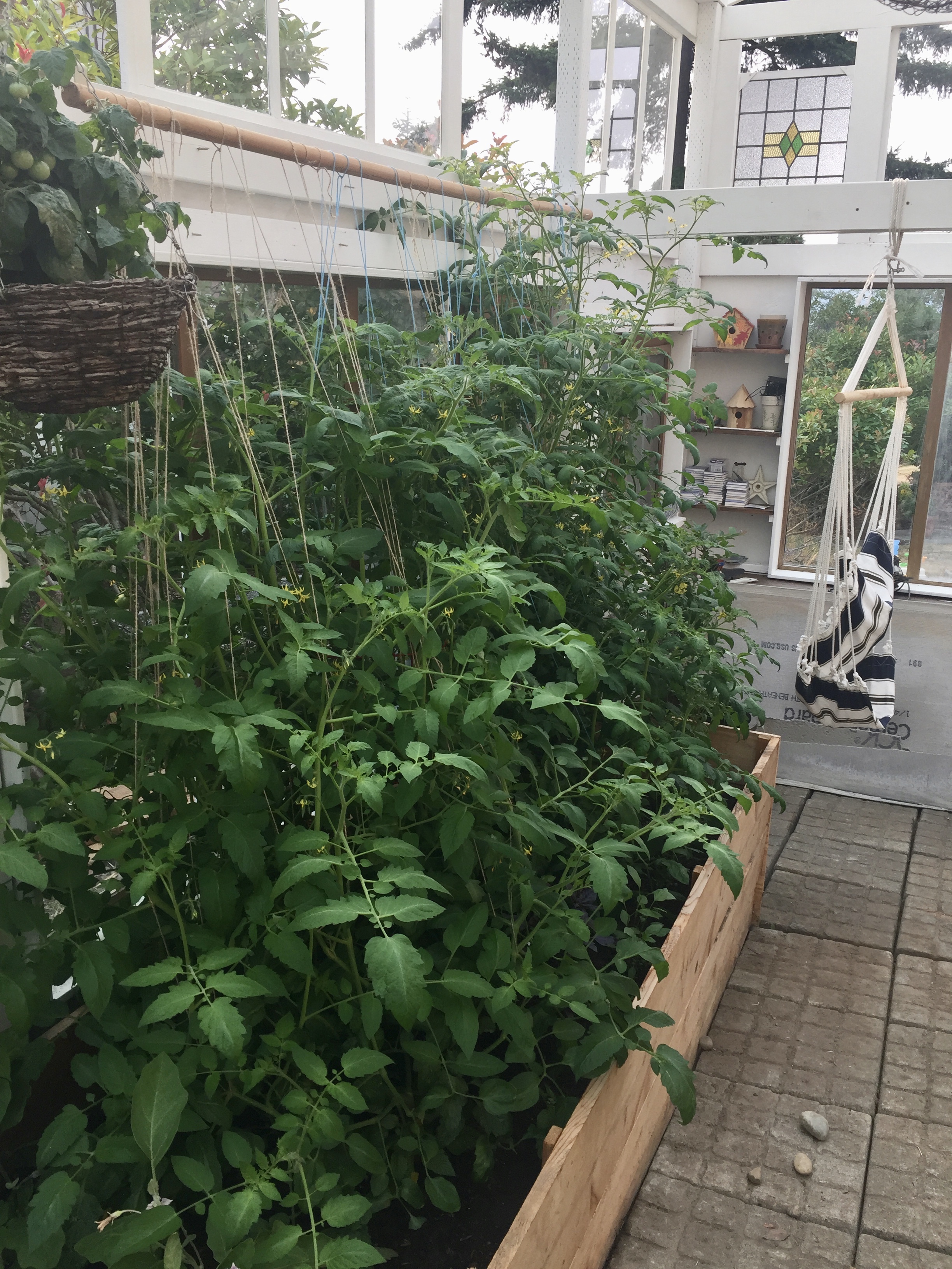  These tomatoes have been happy in their new home for about 2 weeks and they have tripled in size! &nbsp;I installed a closet rod with brackets above the tomatoes so I could string them up and take advantage of our vertical space. &nbsp;They seem sup