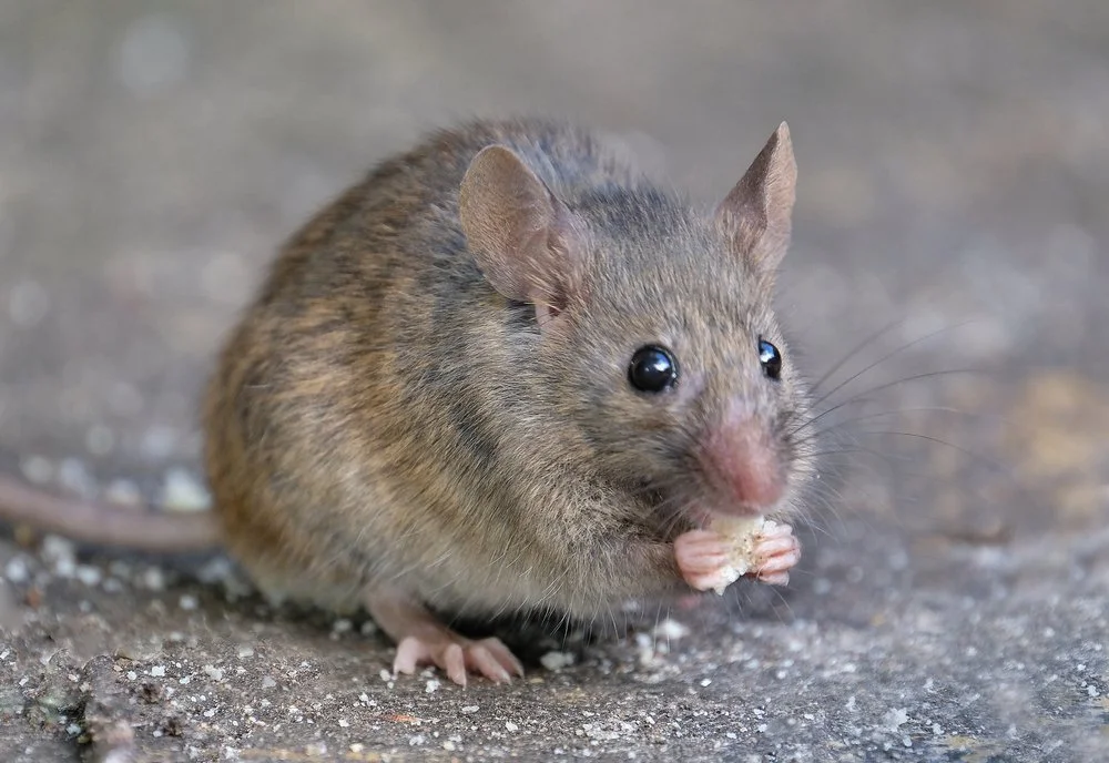 11-Things-Mice-Dont-Want-You-to-Know-8.jpg