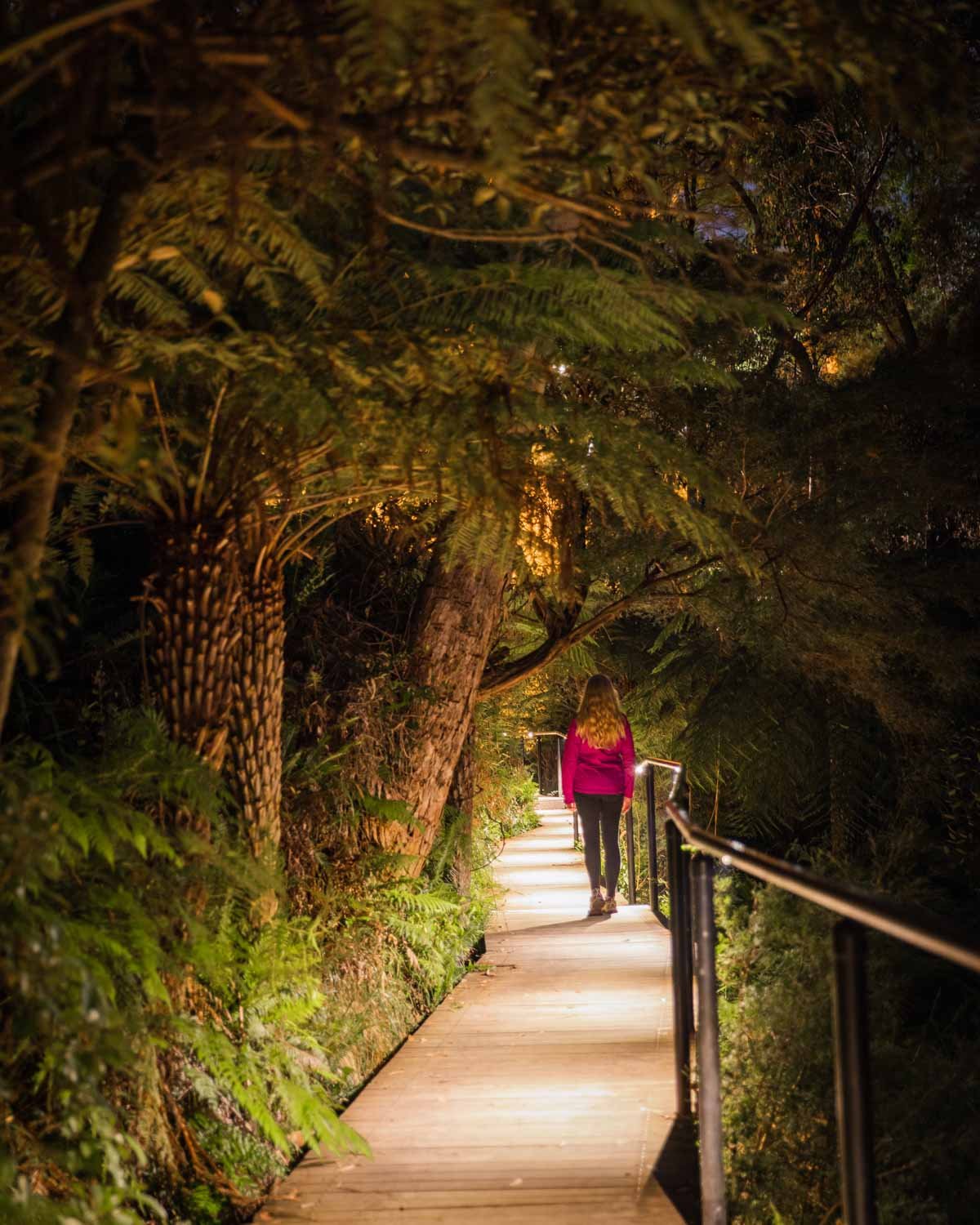 Blue Mountains fireflies: where and when to experience the magic