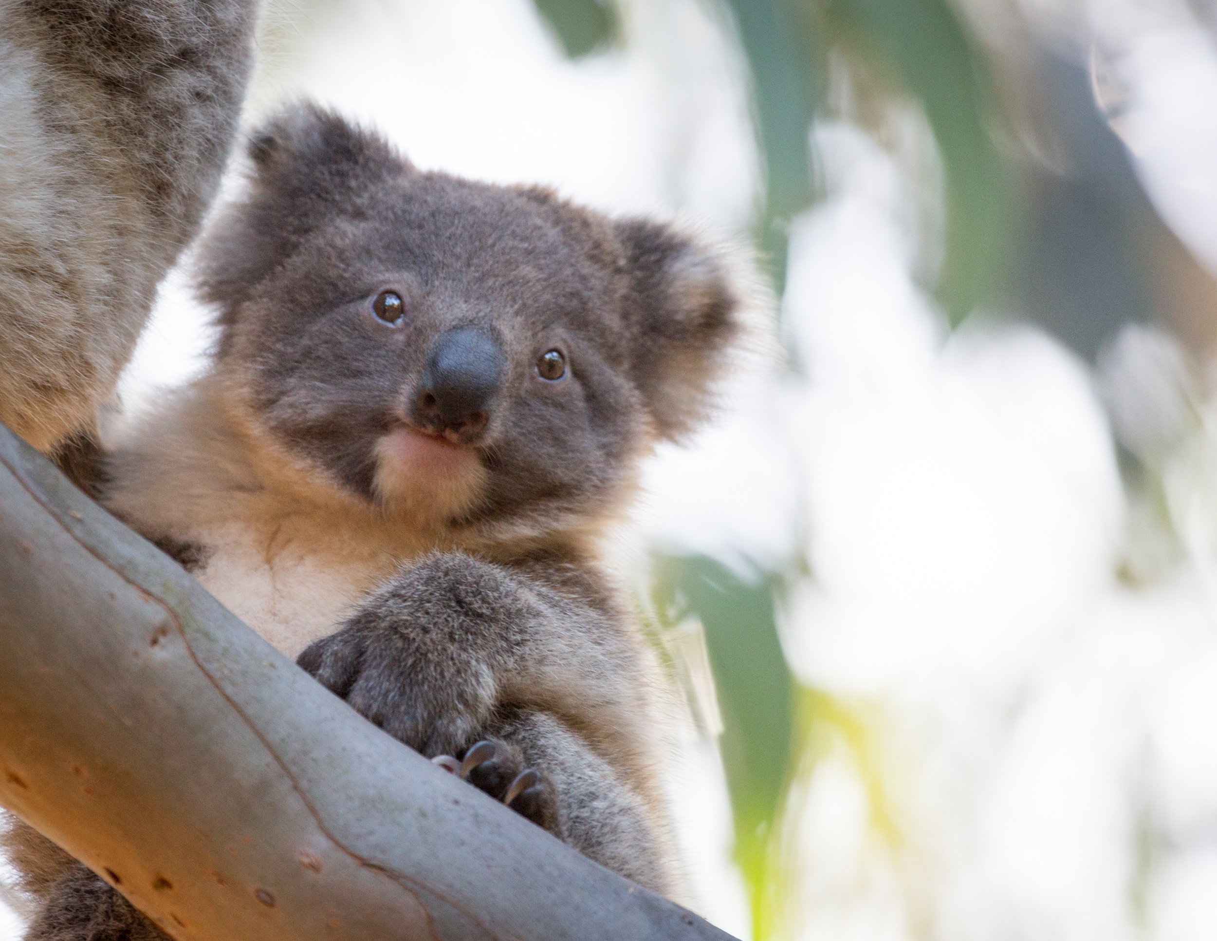 Koala in Flinders Chase National Park