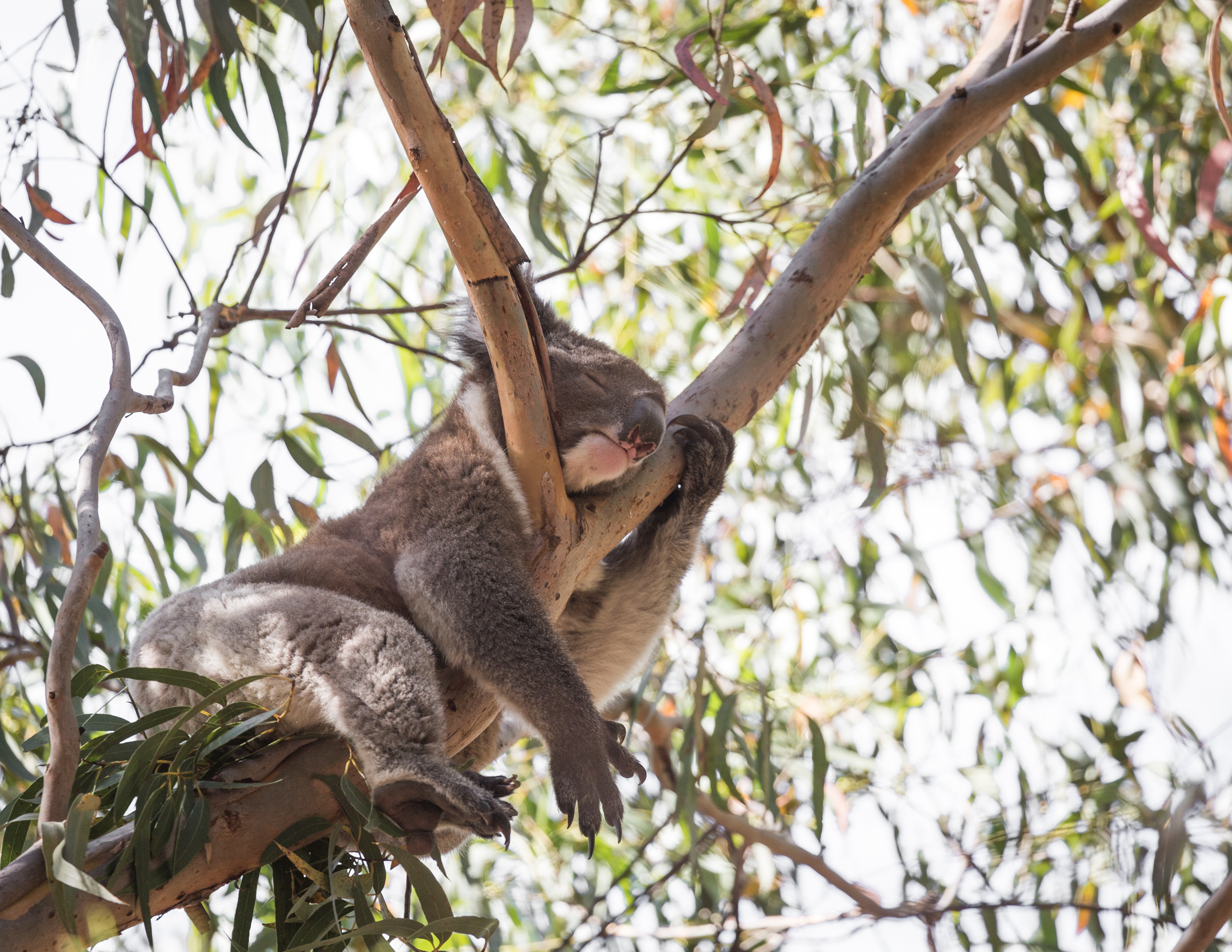 Koala in Flinders Chase National Park