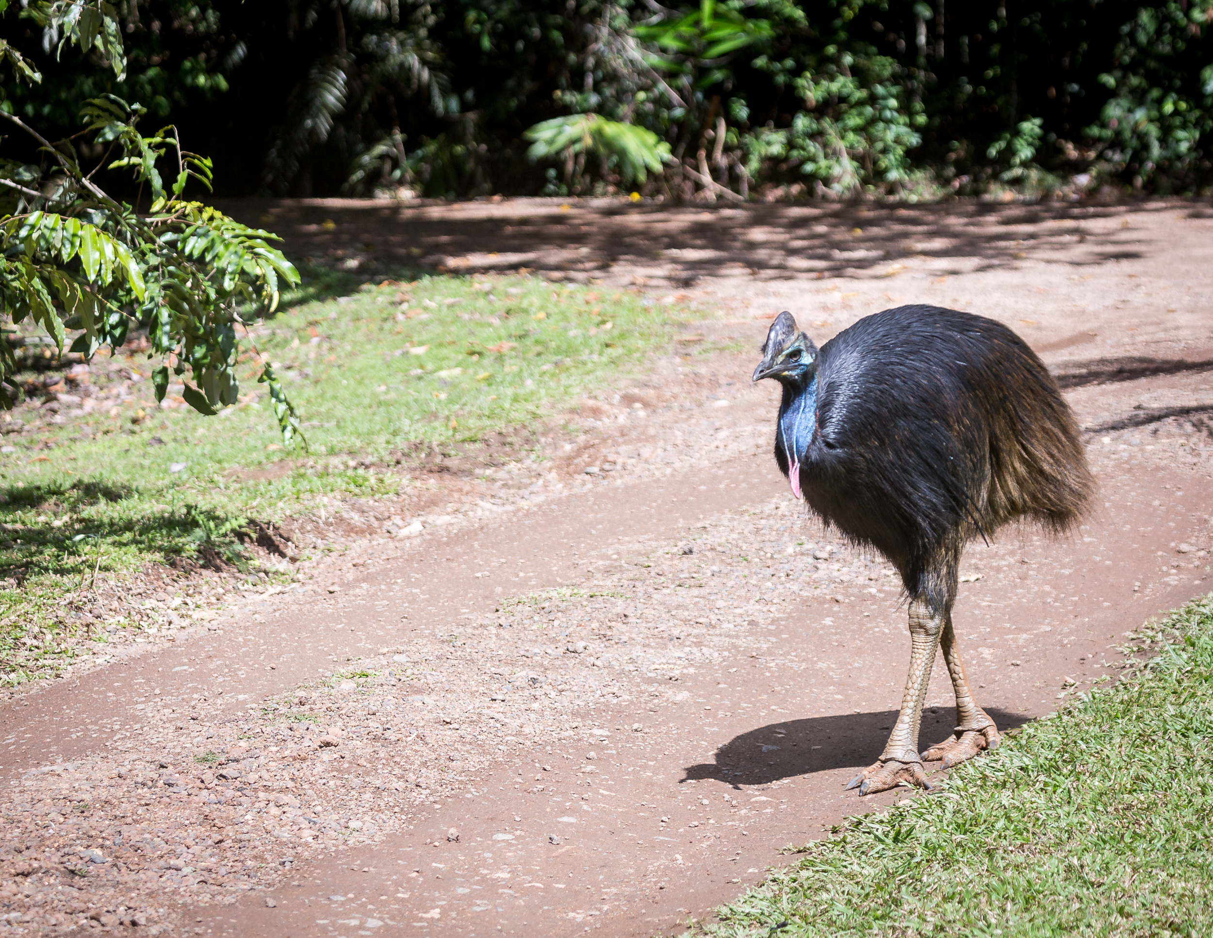 One of the two cassowaries at Canopy