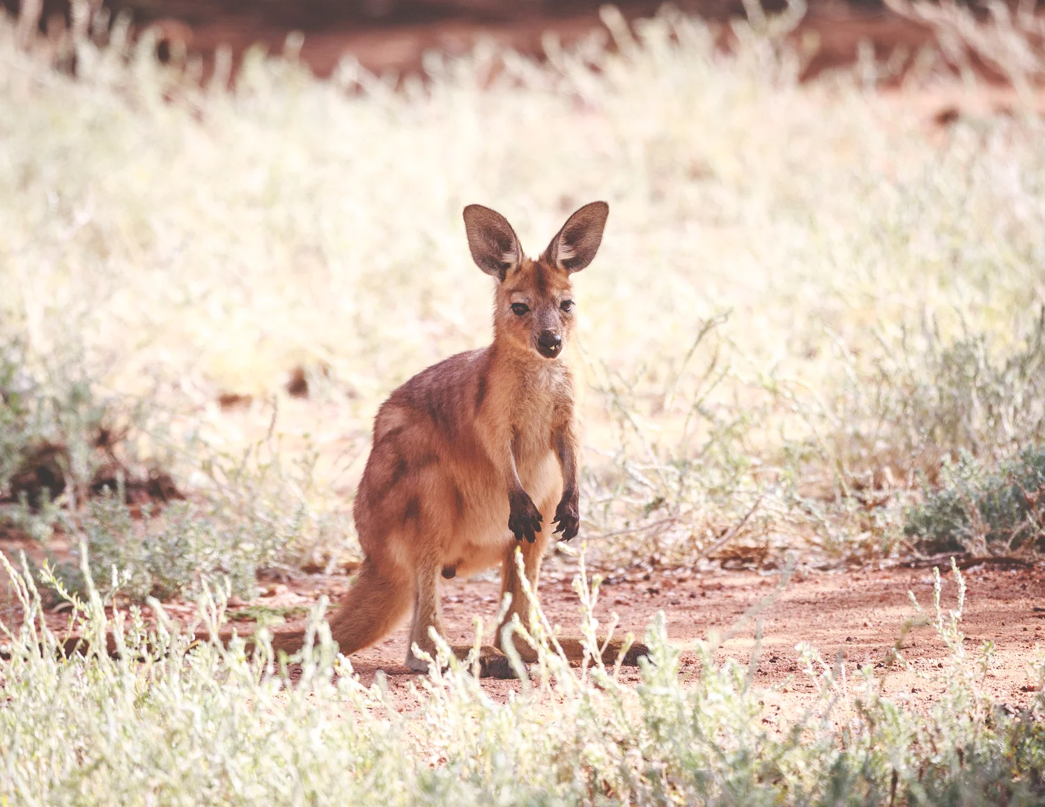 Traped Rabbit Uluru 20 photos of Uluru and The Outback that will get you googling flights ...