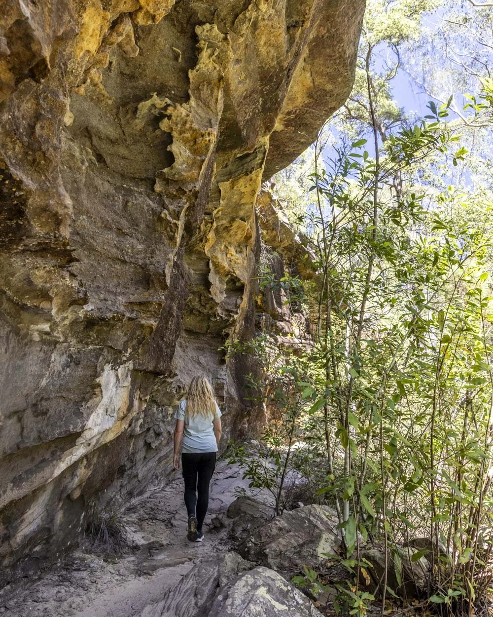 sassafras gully