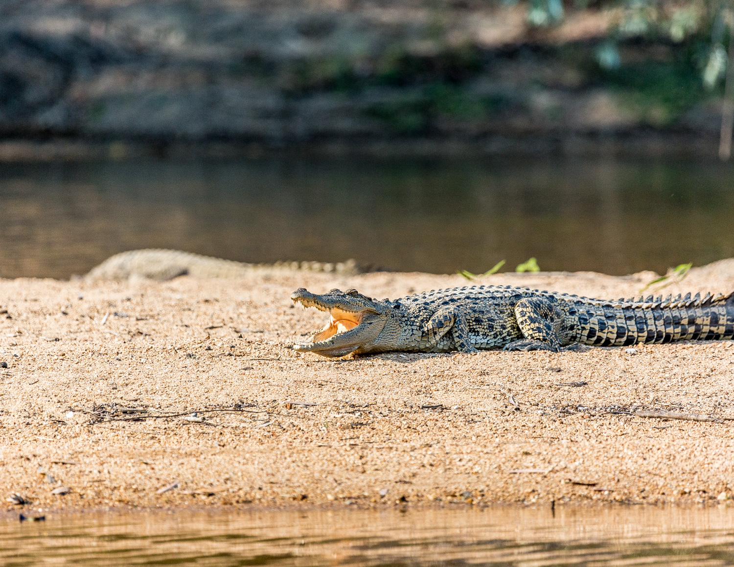 Best things to do near Darwin: Mary River
