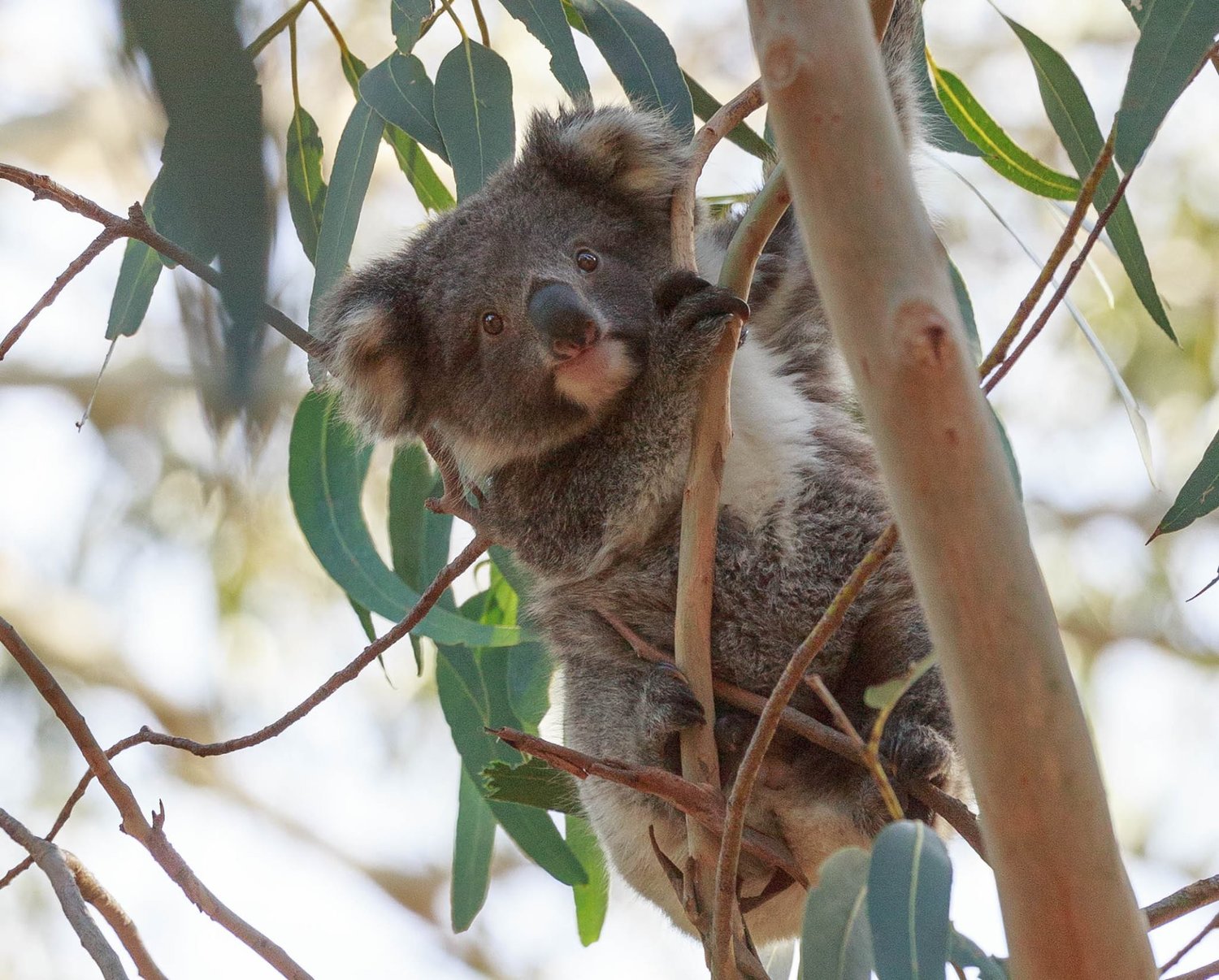 The 11 best places to see wild koalas in Australia — Walk My World