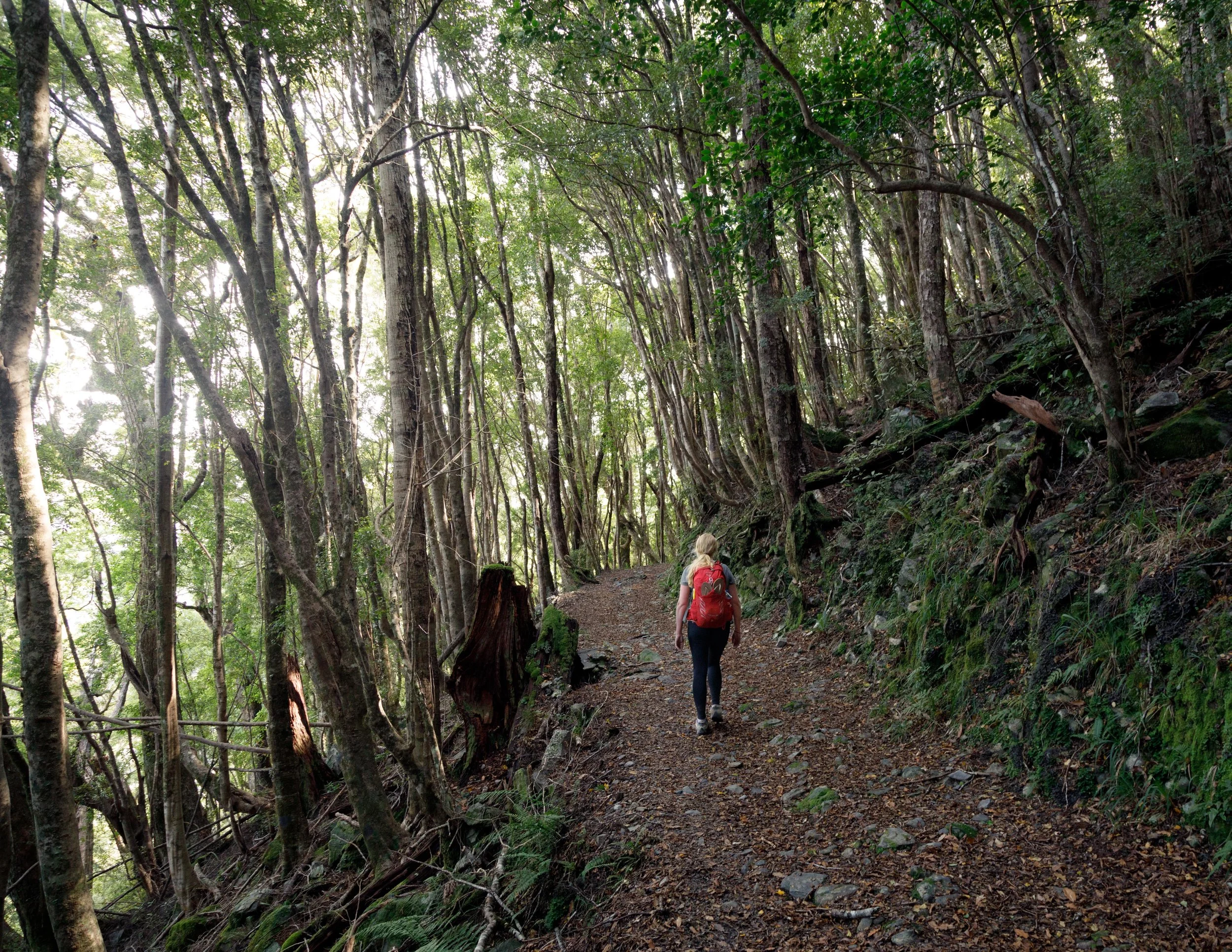 The Heaphy Track: the longest Great Walk of New Zealand — Walk My World