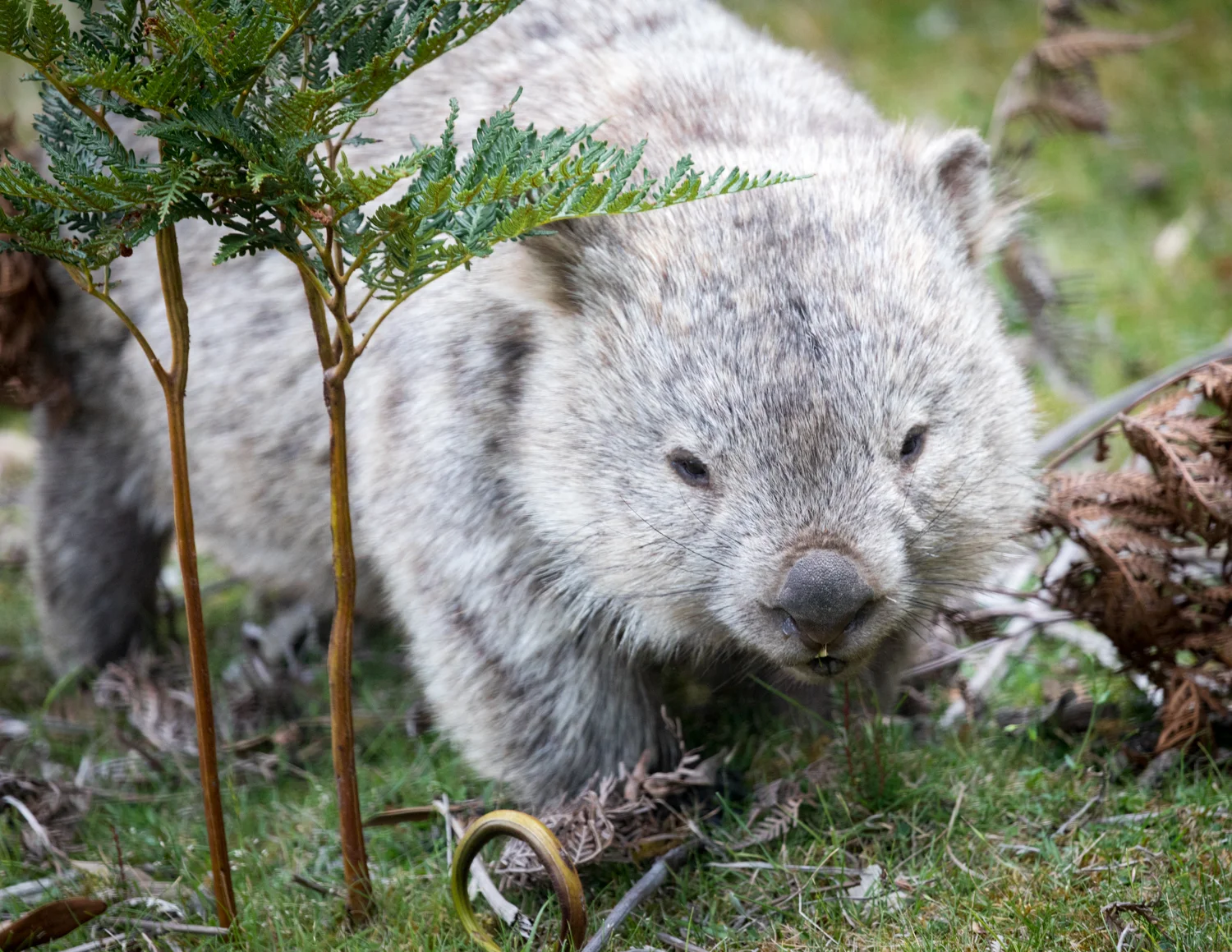 Where To See Wombats In The Wild Walk My World