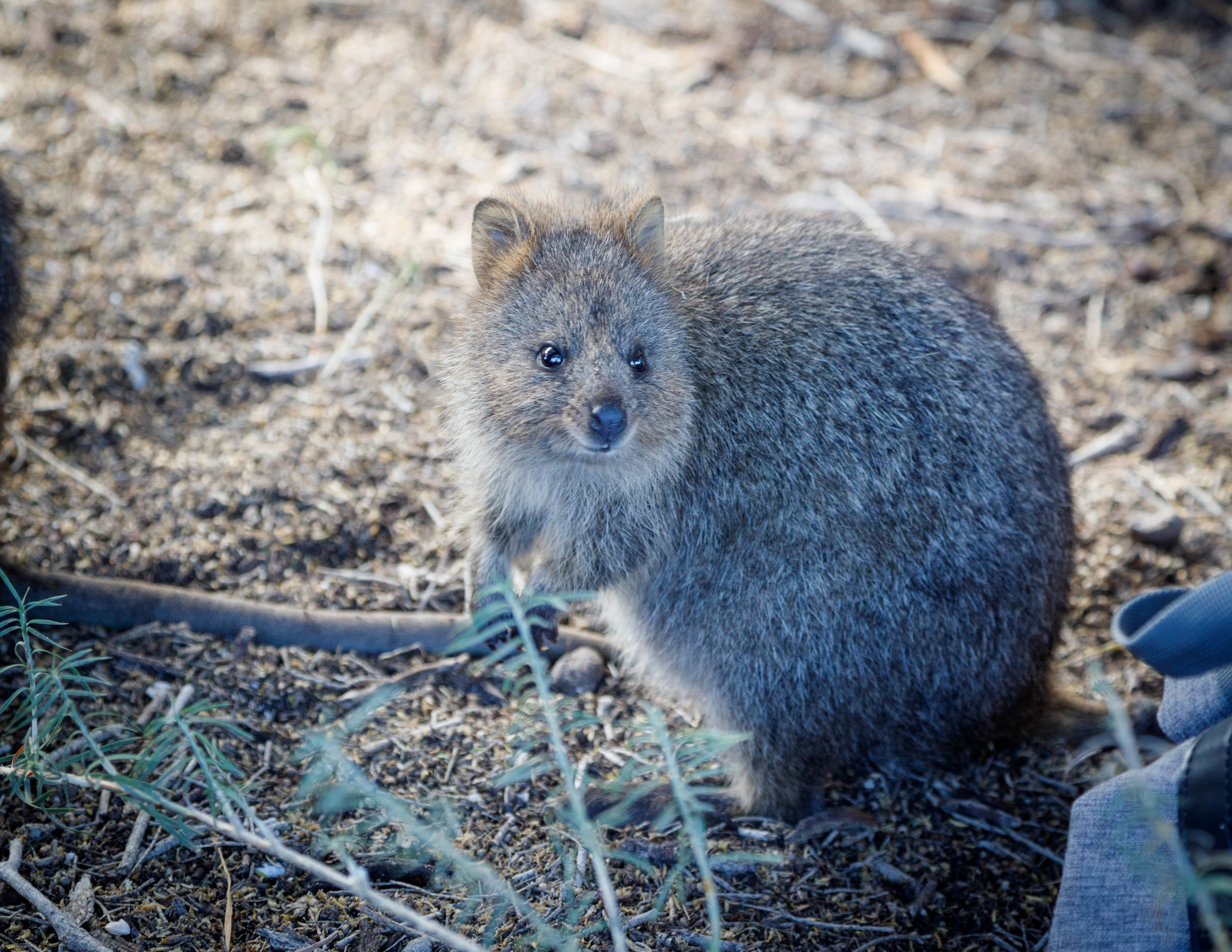 The best places to see Australian animals in the wild — Walk My World