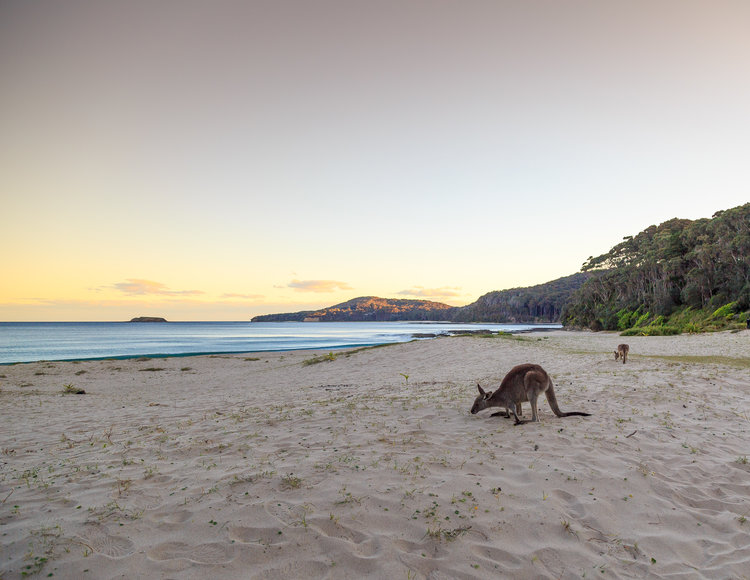 The beautiful kangaroos on the beach at Murramarang National Park in New South Wales. You can walk right up to them and they won't move.