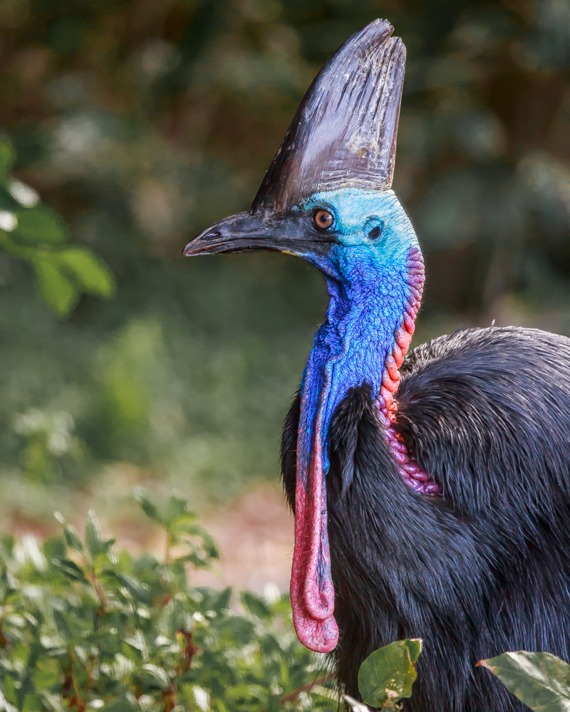 5 places to find wild cassowaries in Australia — Walk My World