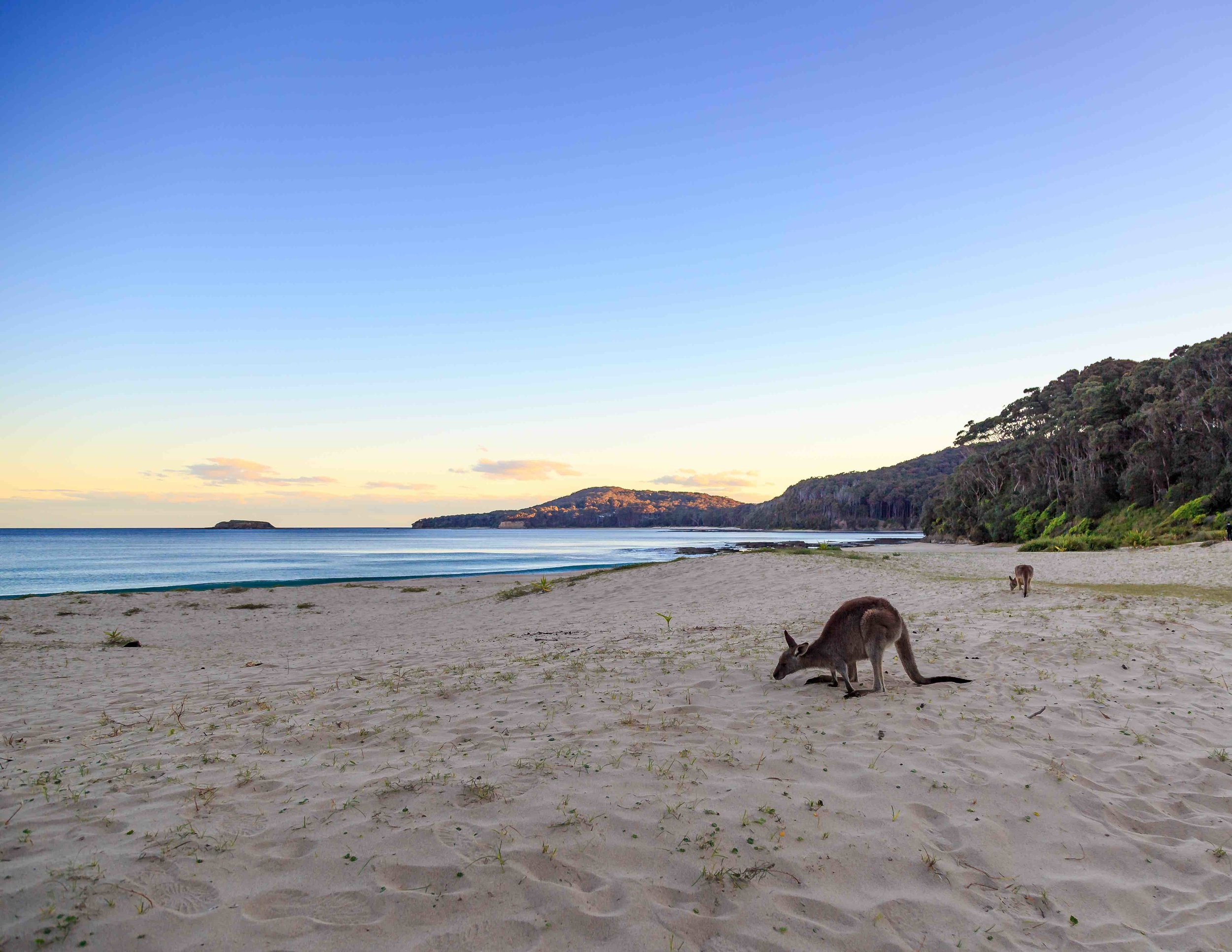 Kangaroos on the beach at Murramarrang