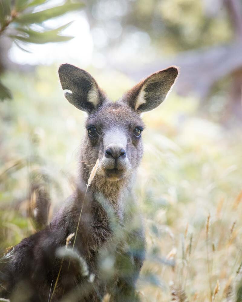 10 Best Places to See Wild Kangaroos near Melbourne — Walk My World