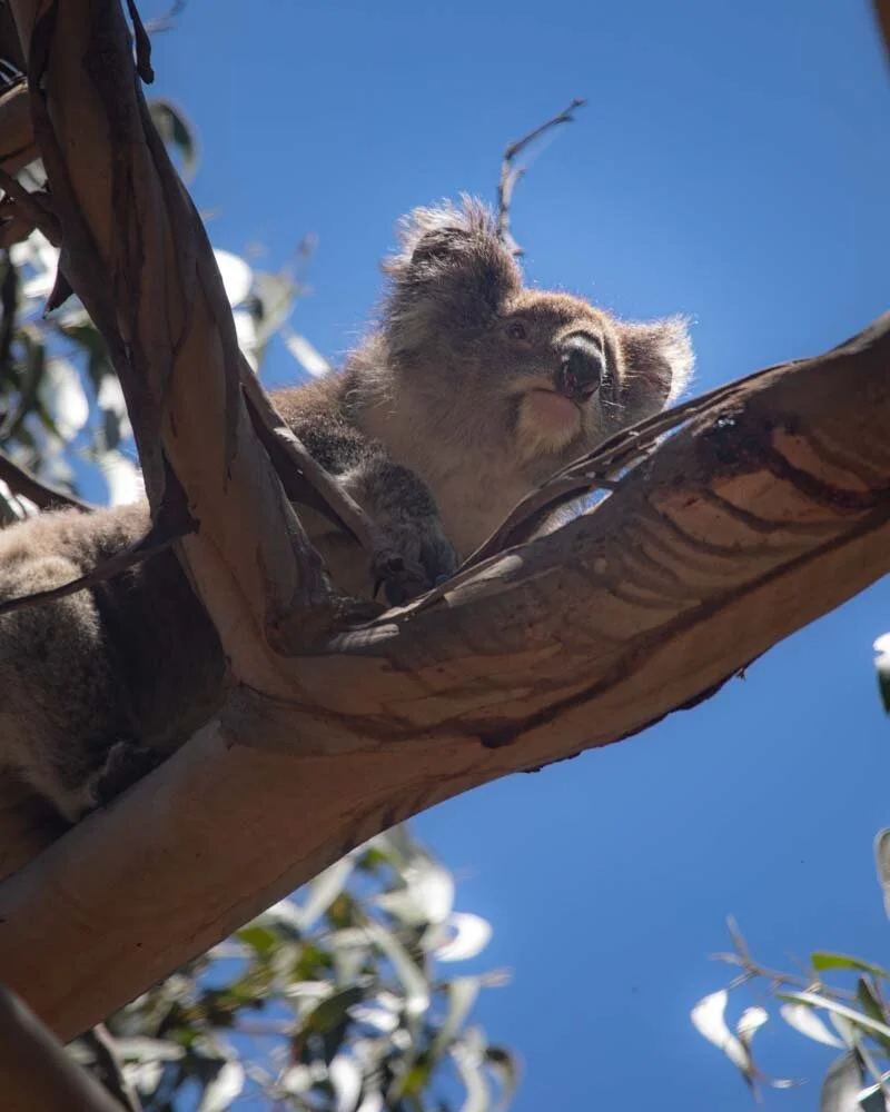 How to find wild koalas on the River Koala Walk — Walk My World