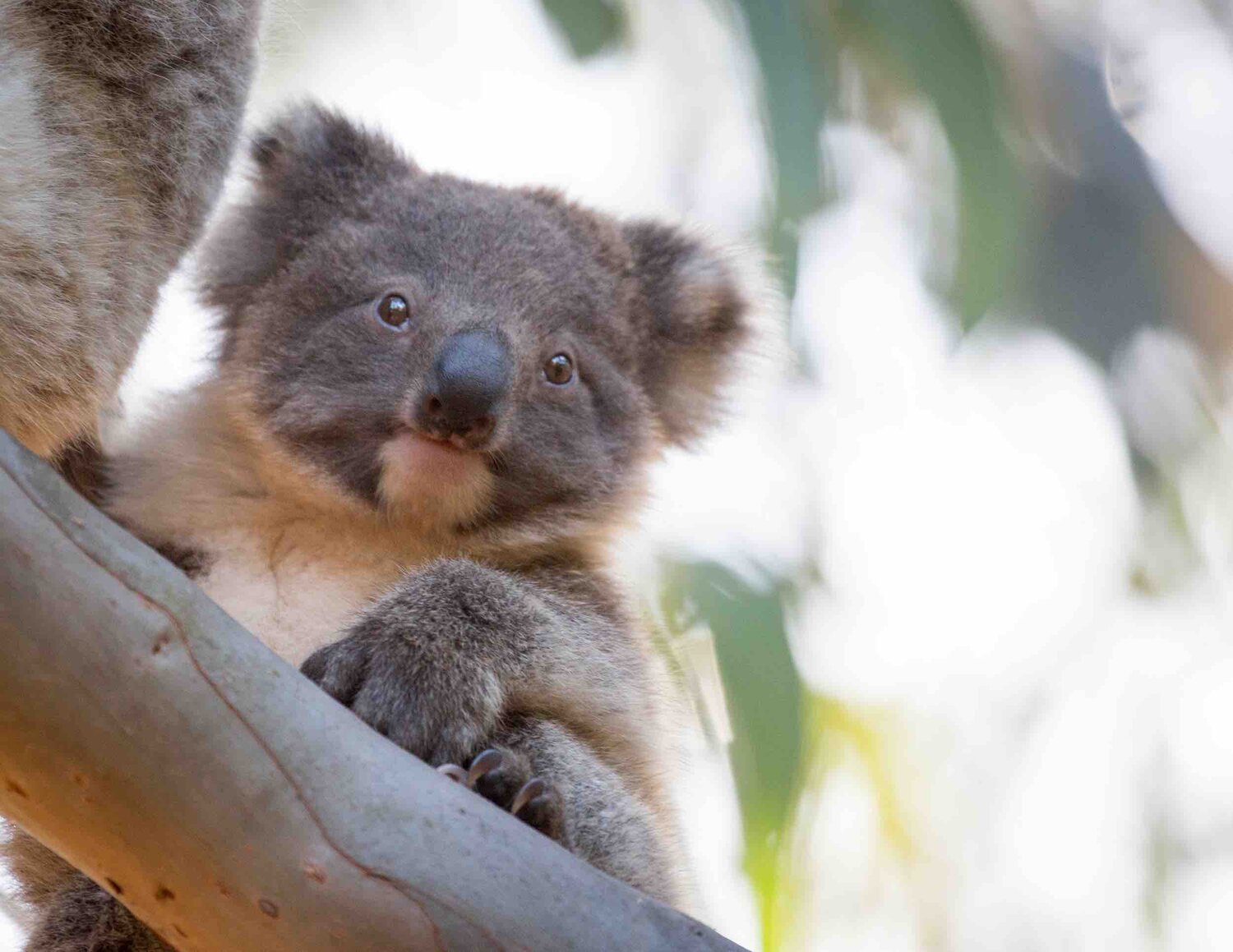 The best places to see Australian animals in the wild — Walk My World