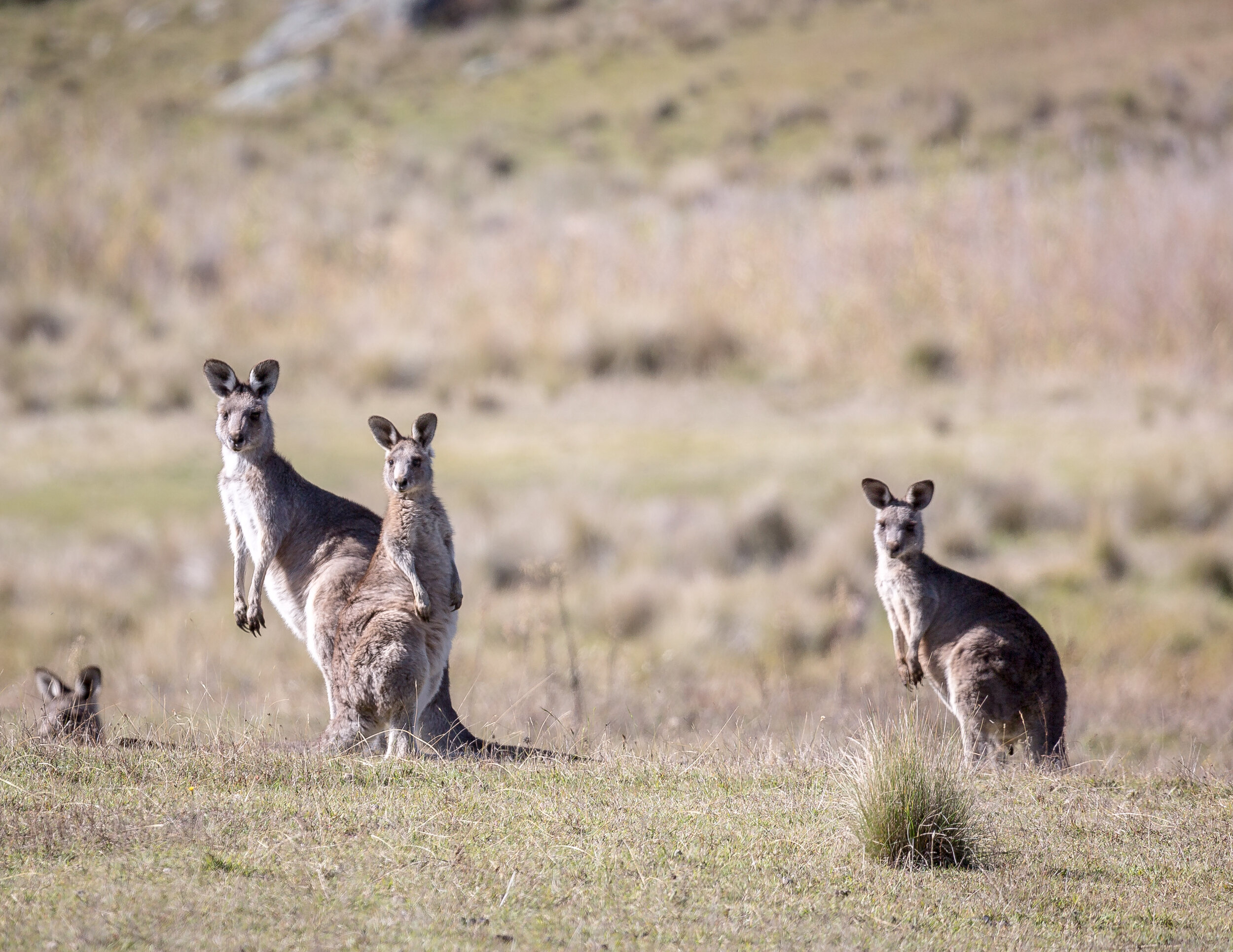 Kangaroos, Namadgi National Park