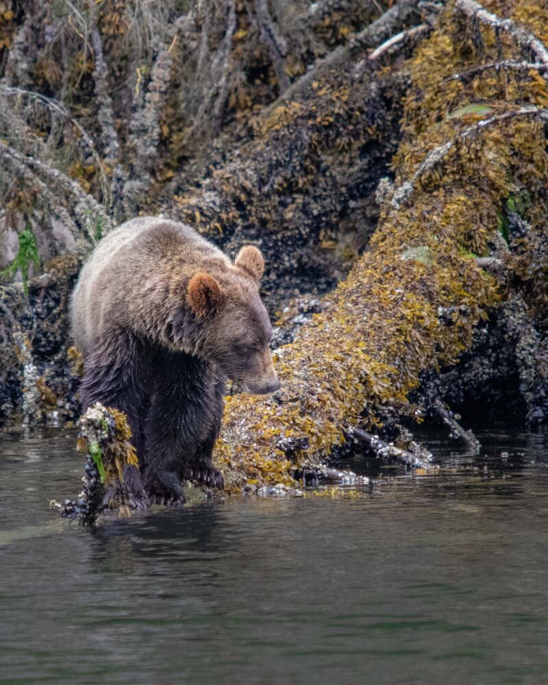 vancouver island grizzly bear tour