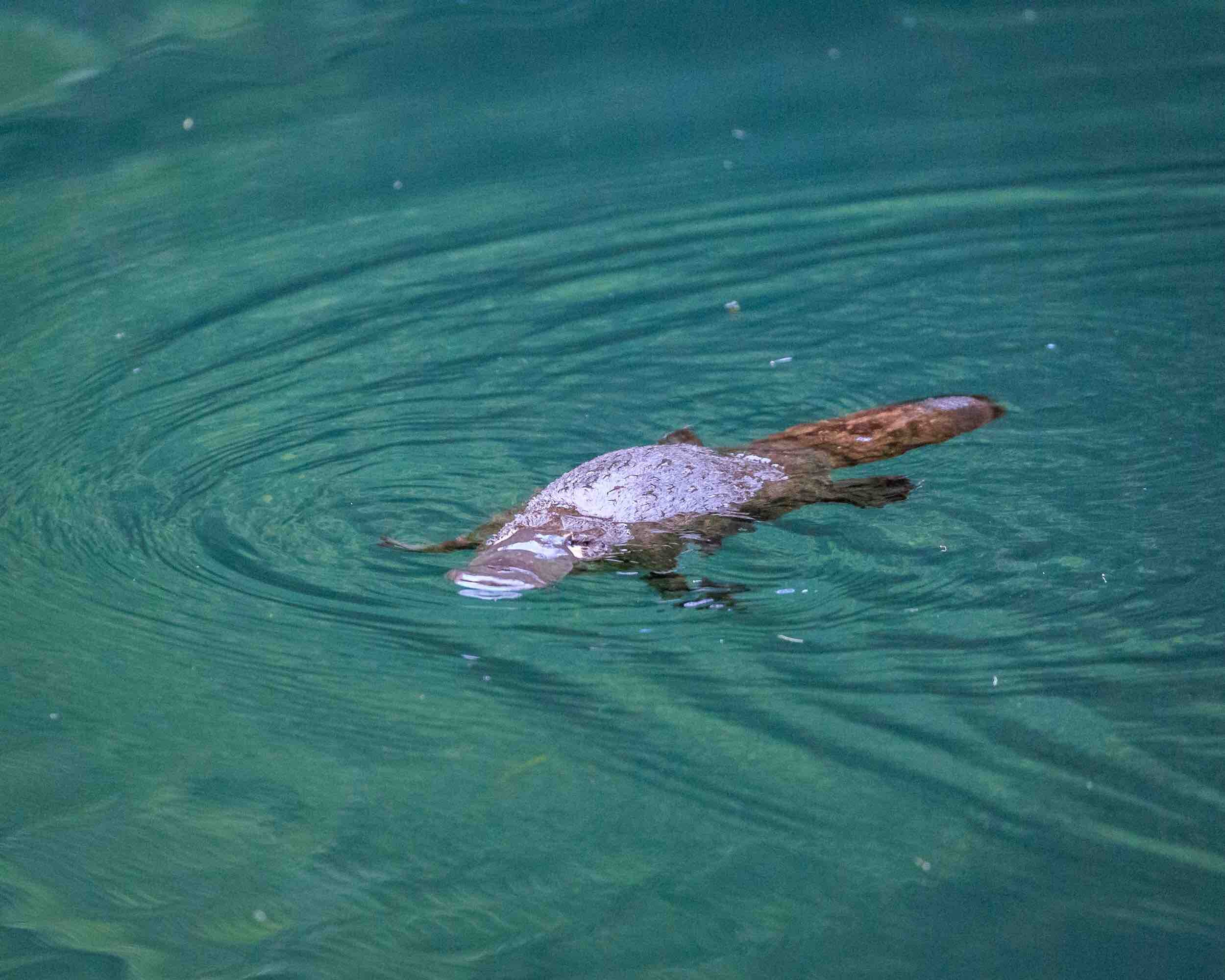 The platypus in Blue Lake