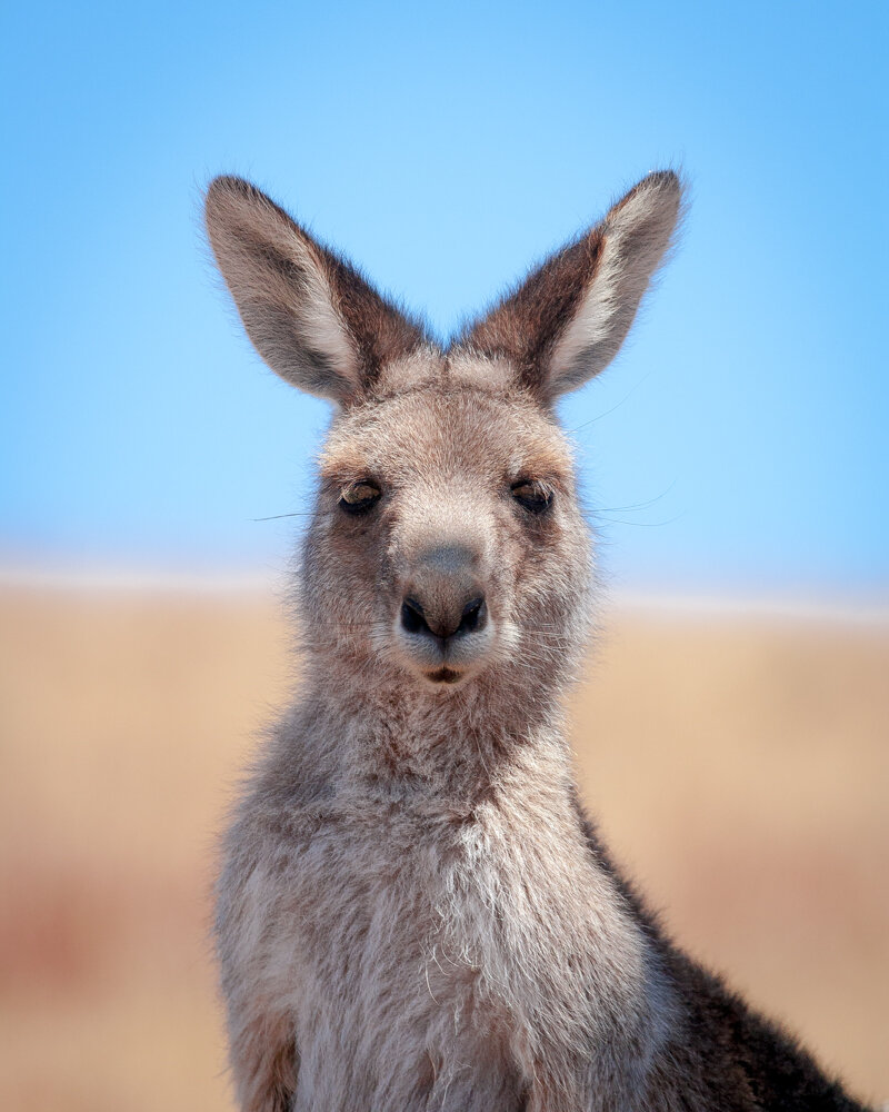 Kangaroos near Sydney