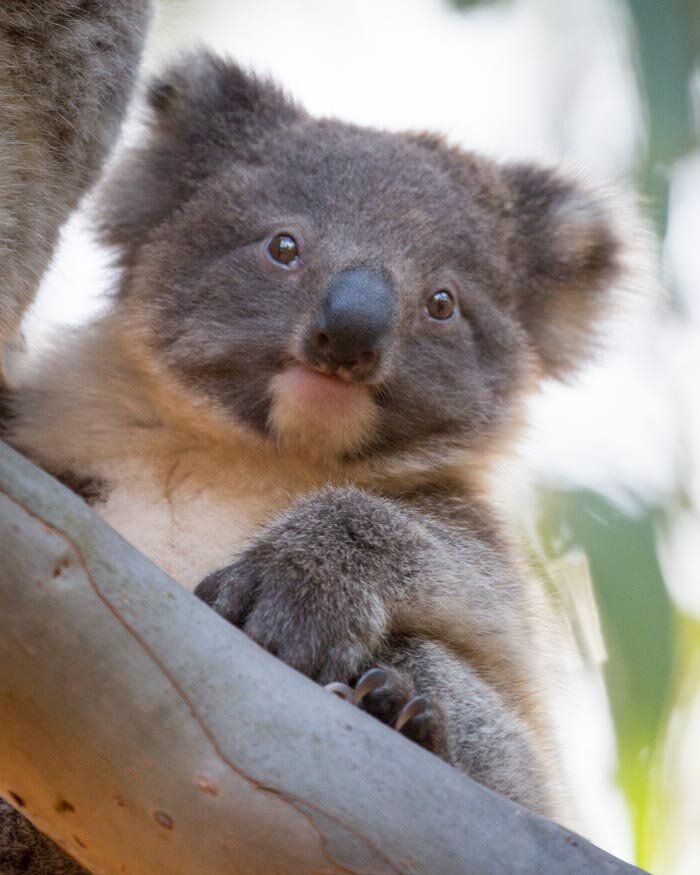Cute koala joey