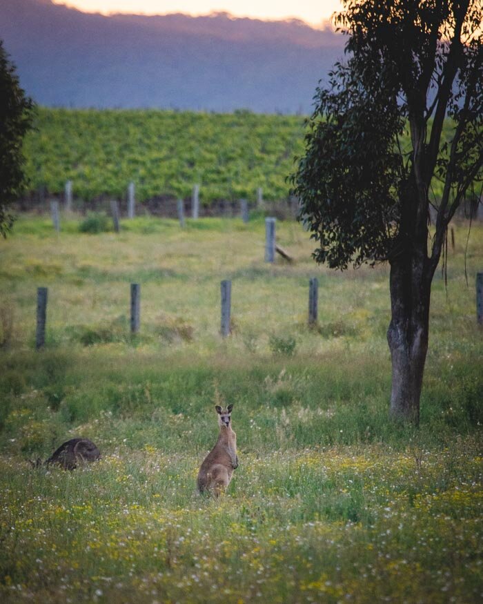 Kangaroos in Lovedale, Hunter Valley