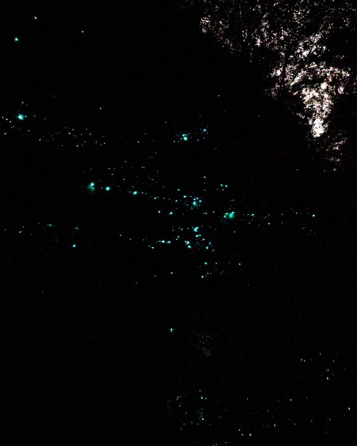 Bilpin glow worms