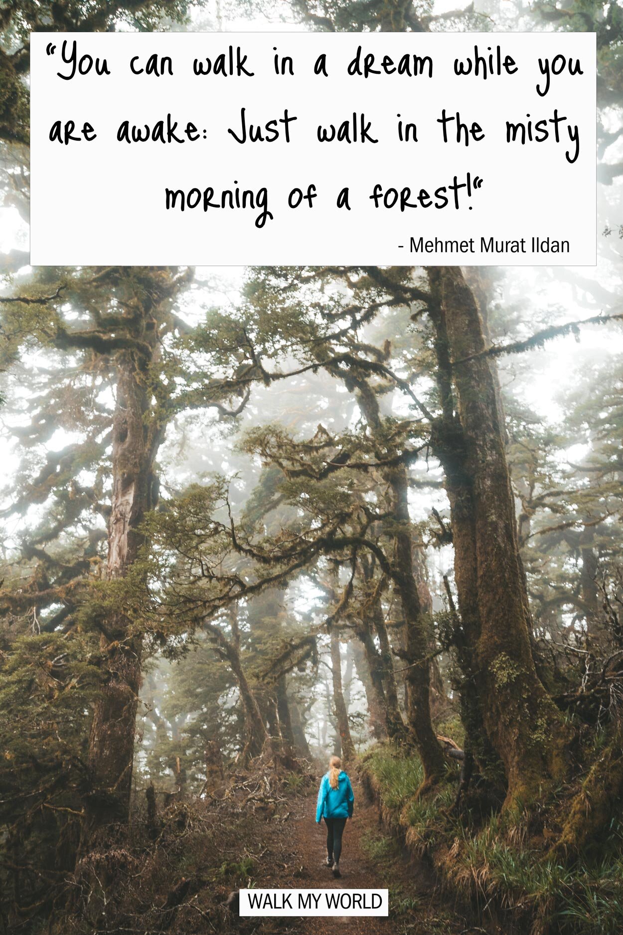 Forest Quotes that encapsulate the beauty of woods — Walk My World