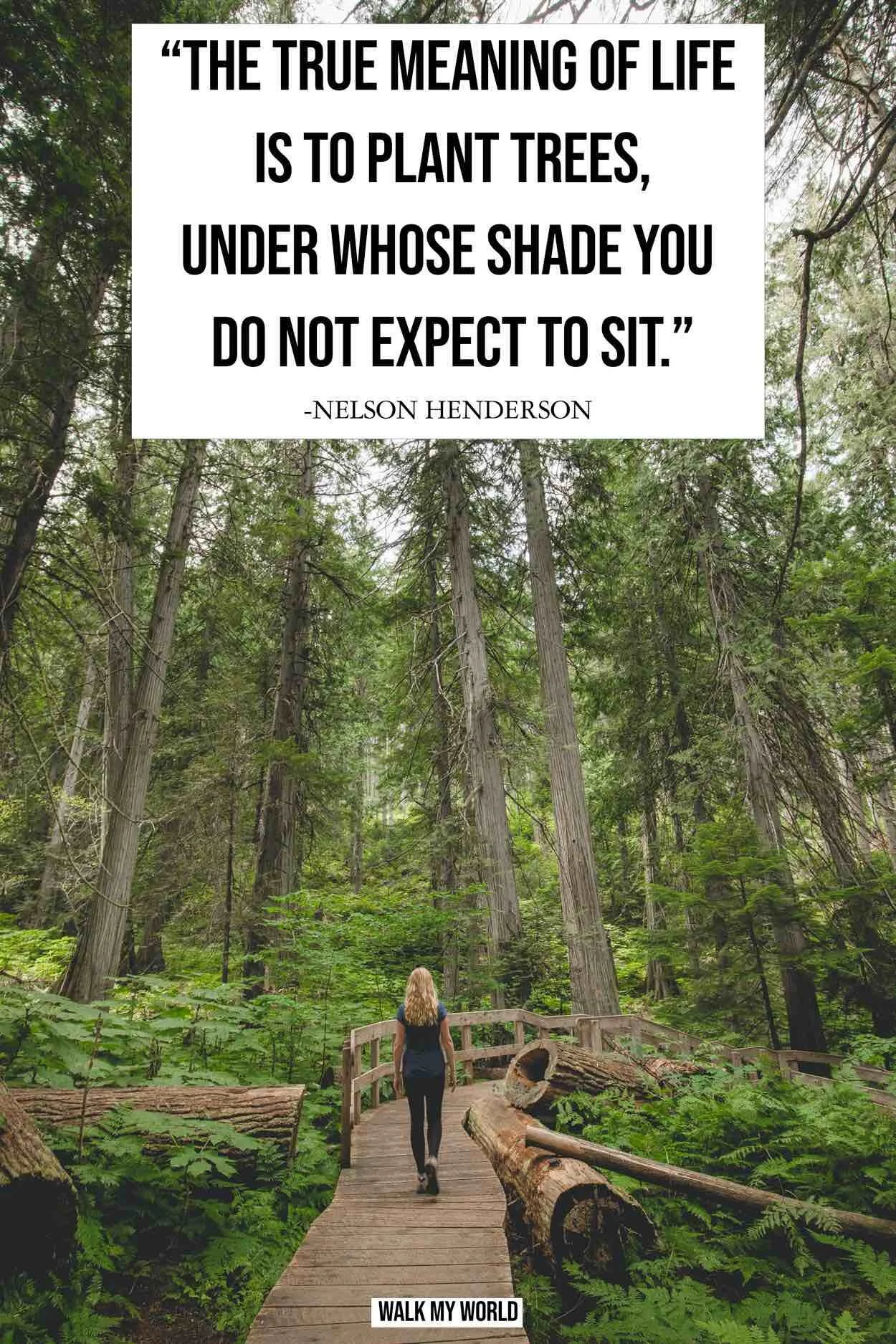 Forest Quotes that encapsulate the beauty of woods — Walk My World