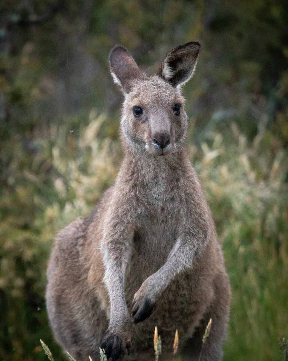 Kangaroo near Bullocks Hut - Things to do in Jindabyne
