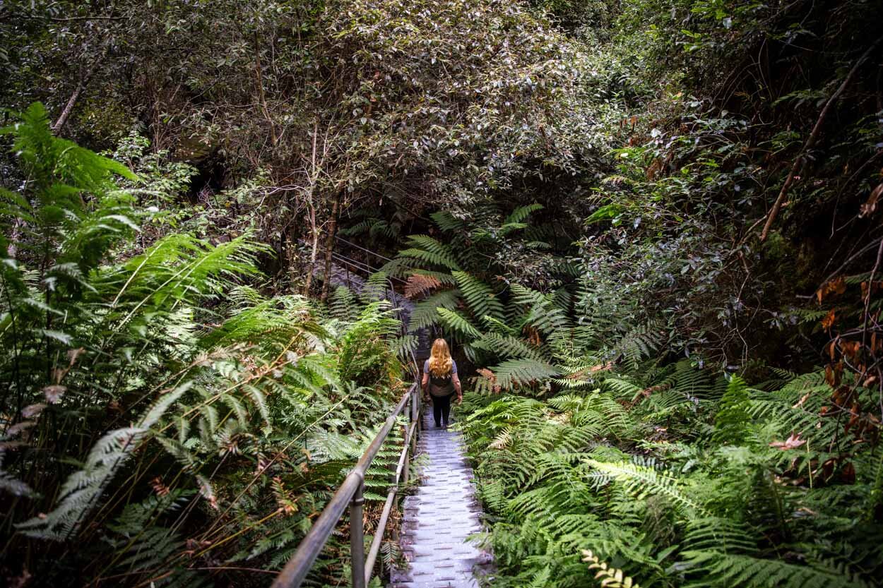 Easier than Giant Steps, but there are still a few steep steps to climb  coming up the Furber Steps – Katoomba, Blue Mountains