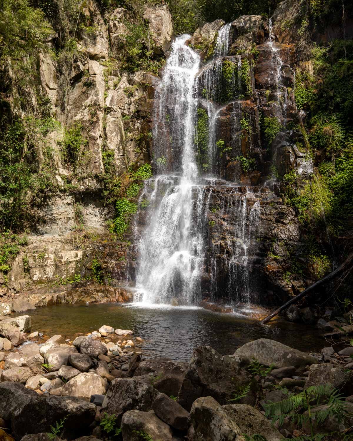 Minnamurra Rainforest - Things to do in Wollongong