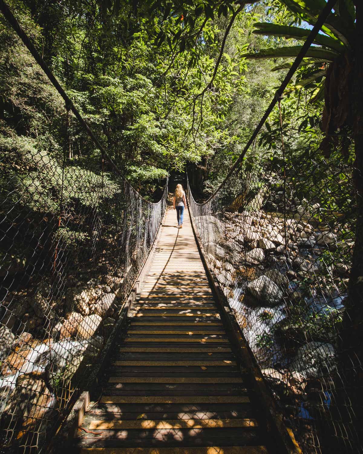 Walking through the Minnamurra Rainforest