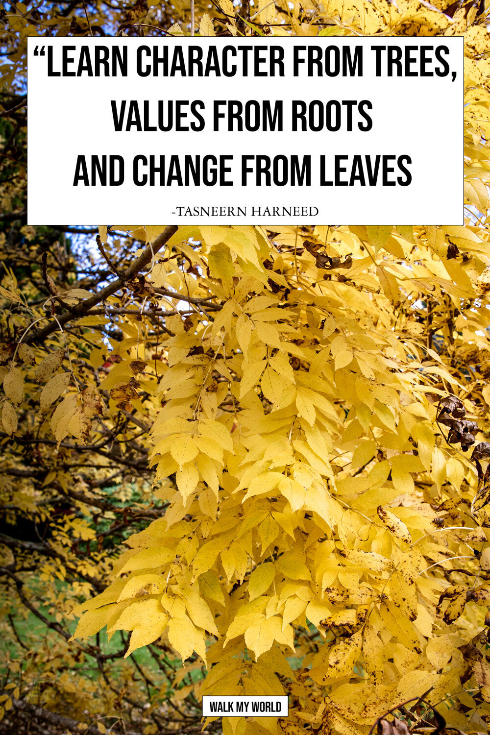 40 Inspirational Leaf Quotes for nature lovers — Walk My World