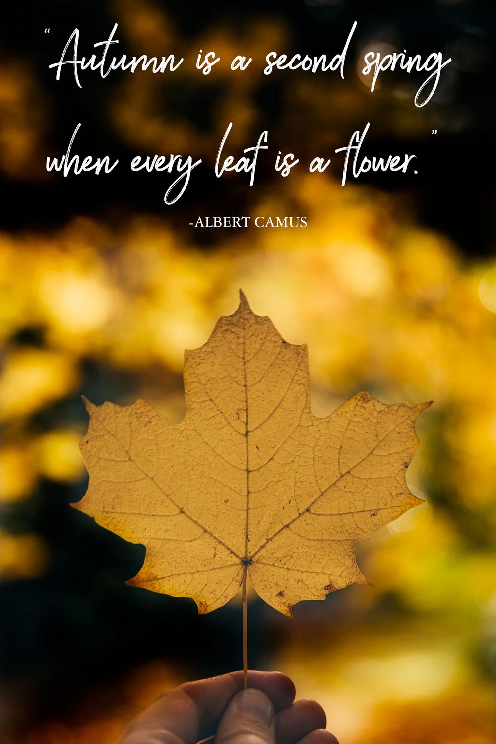 40 Inspirational Leaf Quotes for nature lovers — Walk My World