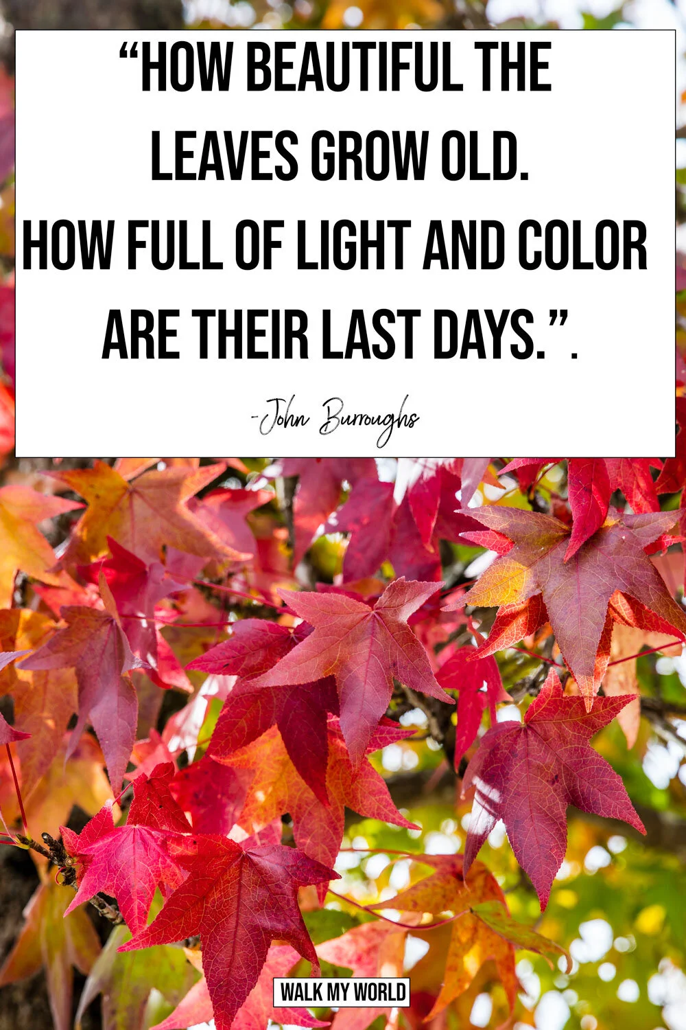 40 Inspirational Leaf Quotes for nature lovers — Walk My World