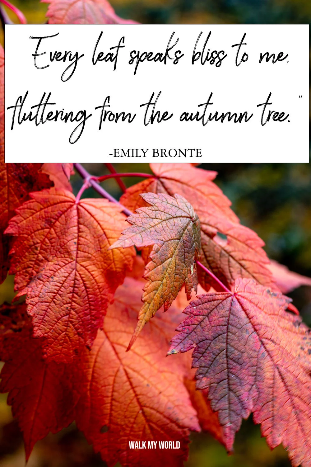 40 Inspirational Leaf Quotes For Nature Lovers Walk My World