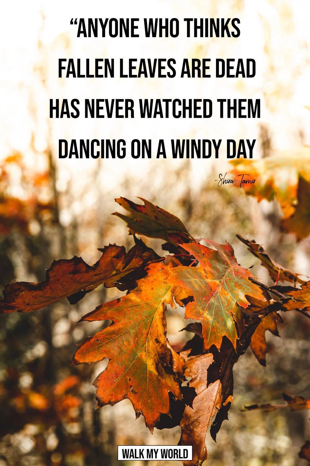 40 Inspirational Leaf Quotes for nature lovers — Walk My World