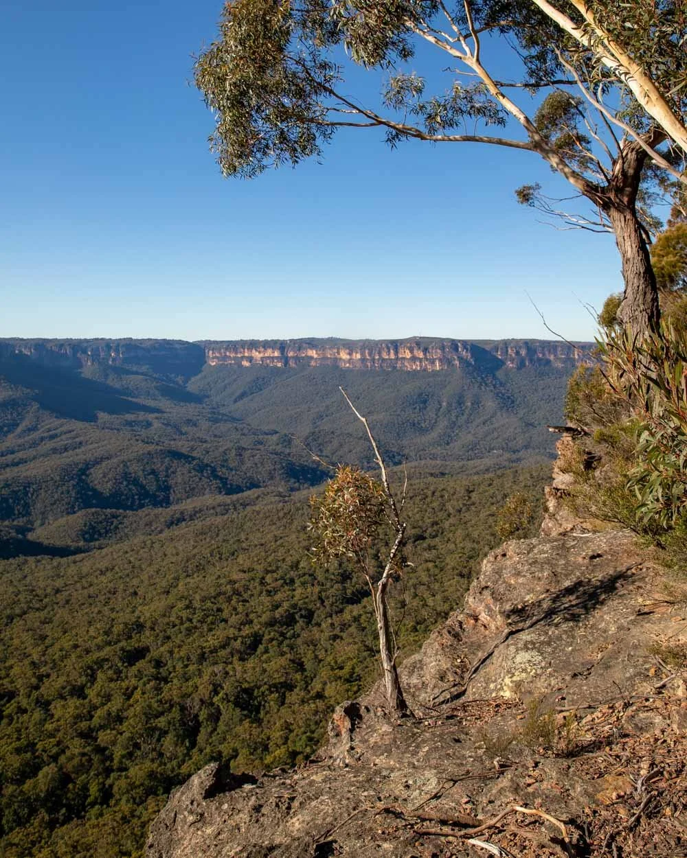 Mount Solitary: A rewarding adventure in the Blue Mountains — Walk My World