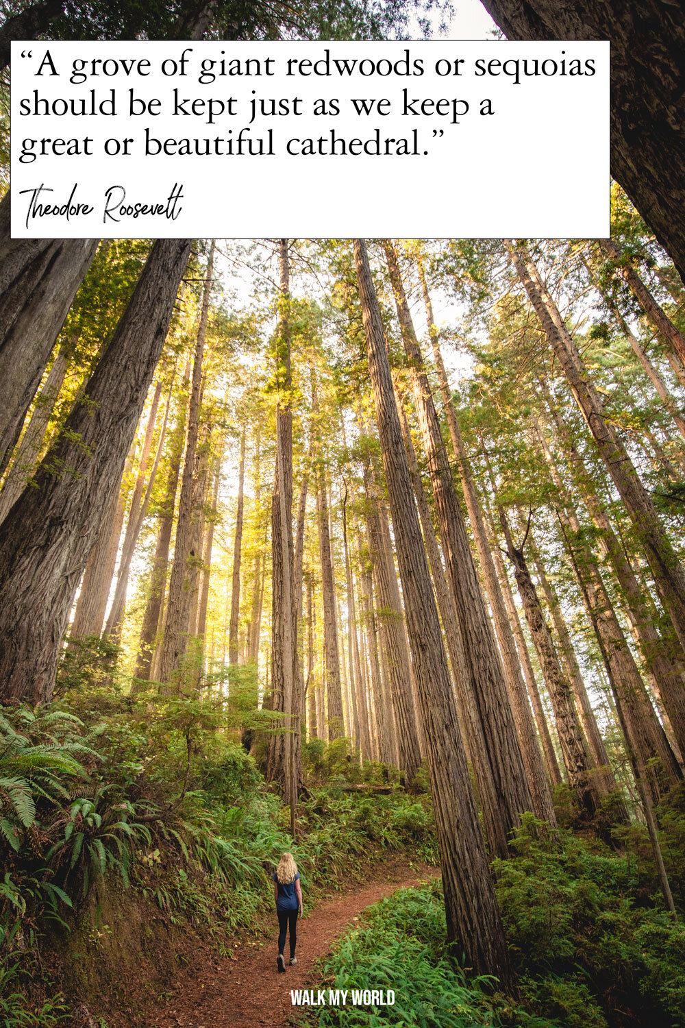 100 Quotes About Trees And Forests – LPQKY